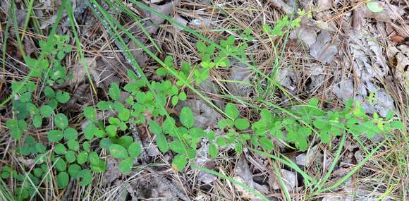 Image de Lespedeza repens (L.) W. P. C. Barton