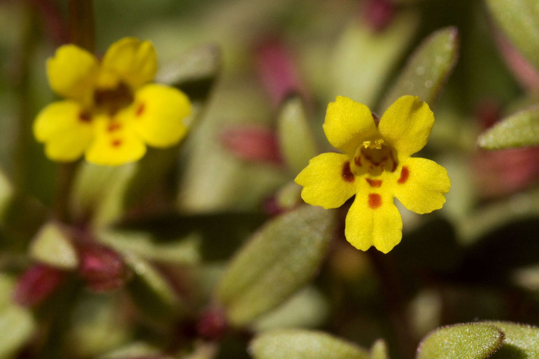 Erythranthe rubella (A. Gray) N. S. Fraga resmi