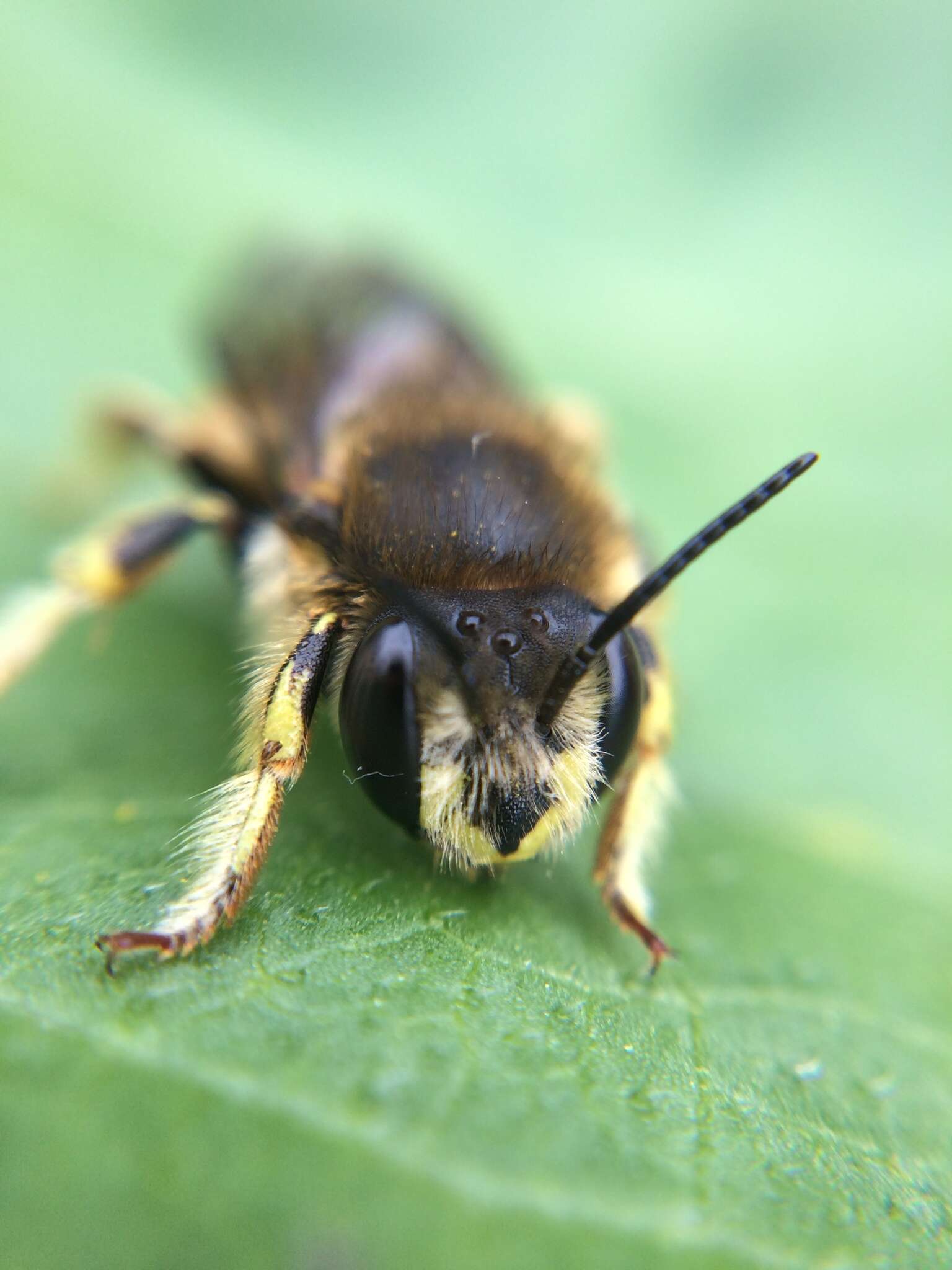 صورة Anthidium manicatum (Linnaeus 1758)