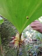 Image of Pleurothallis crescentilabia Ames