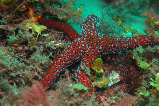 Image de Echinaster glomeratus H. L. Clark 1916