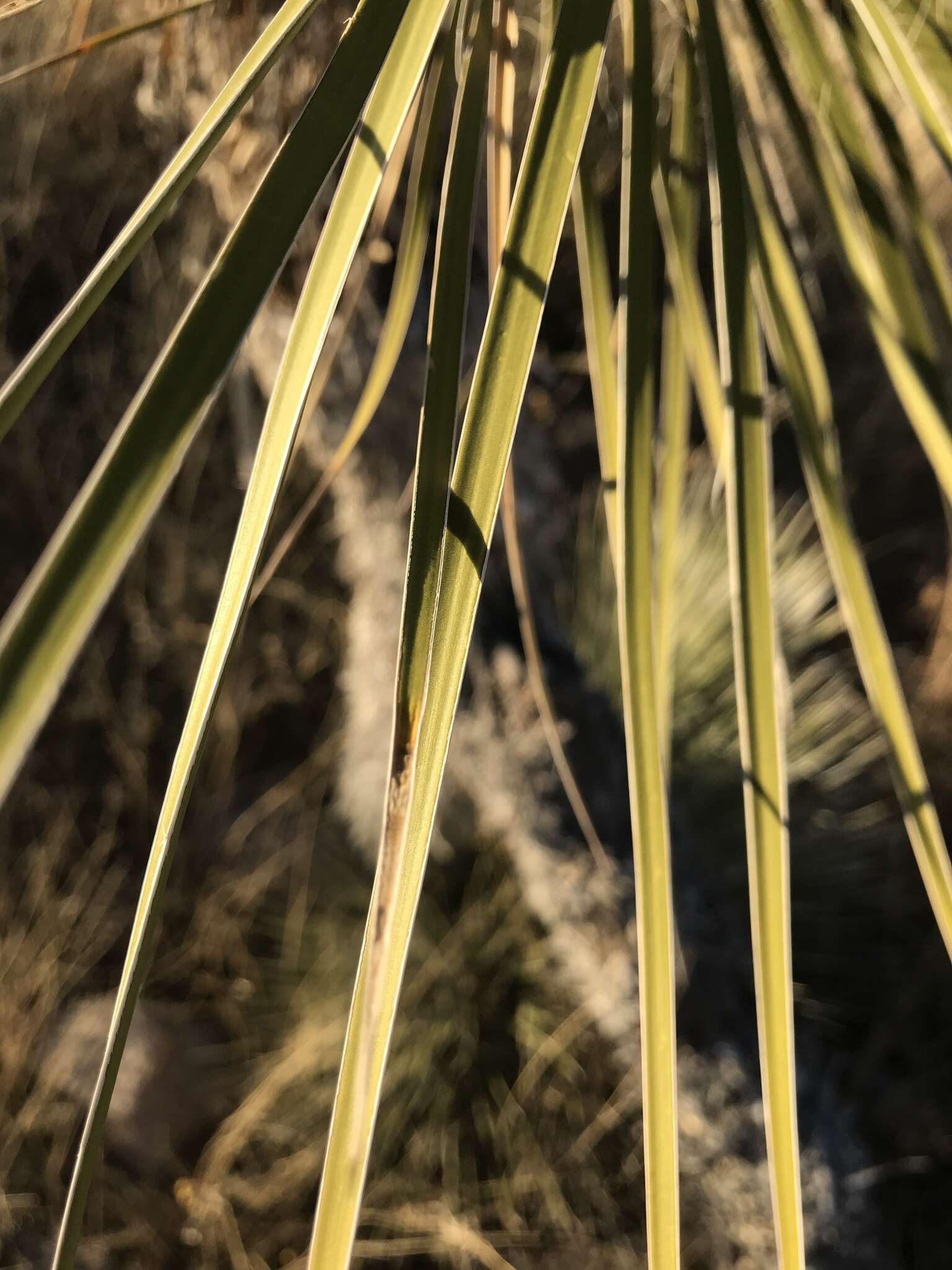 Image of Yucca elata var. elata