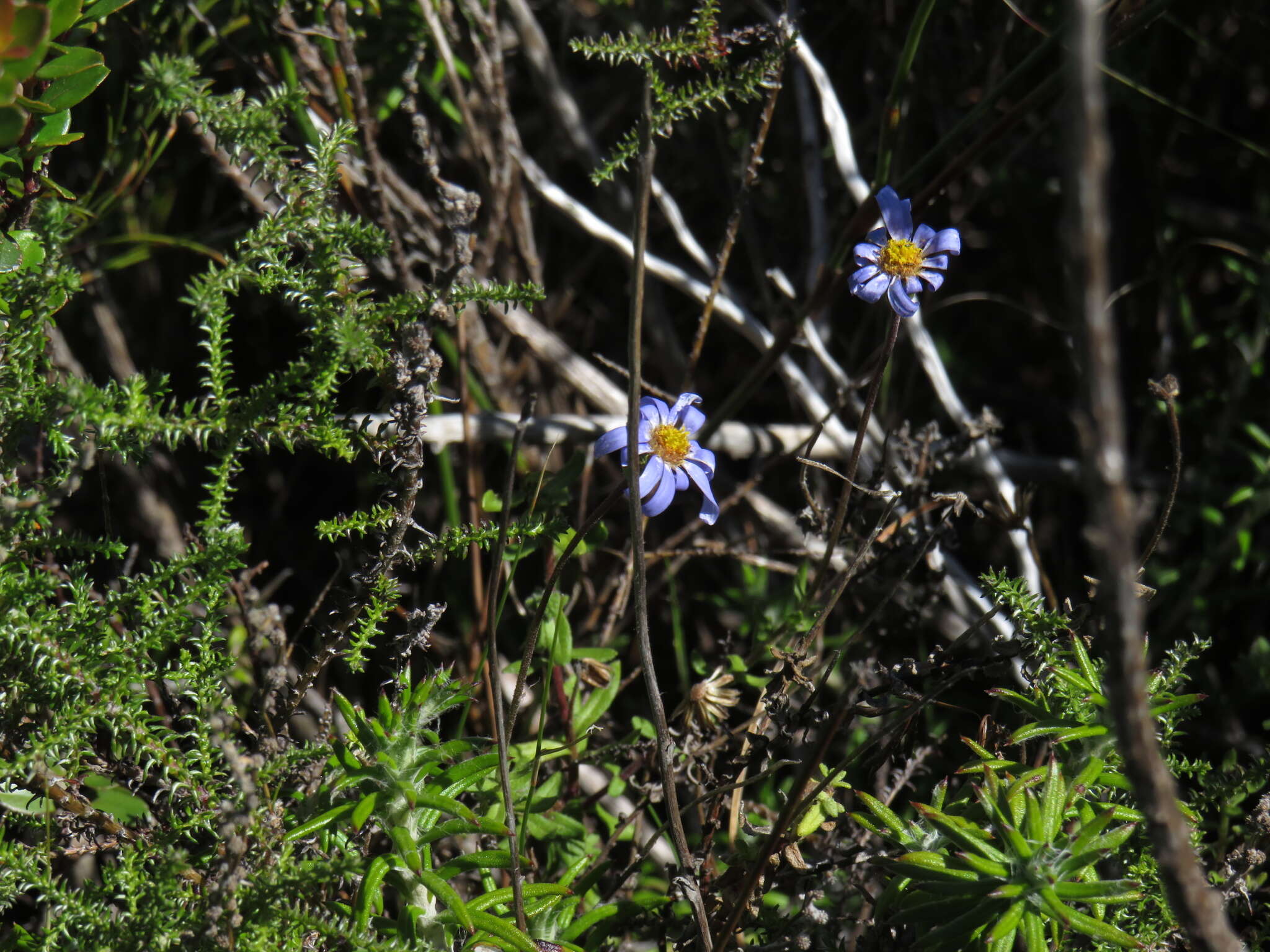 Imagem de Felicia aethiopica subsp. aethiopica