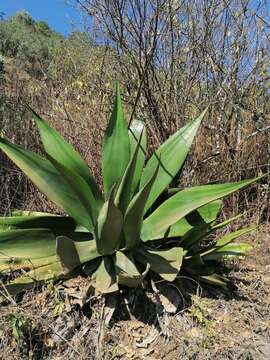 Image of Agave atrovirens var. atrovirens