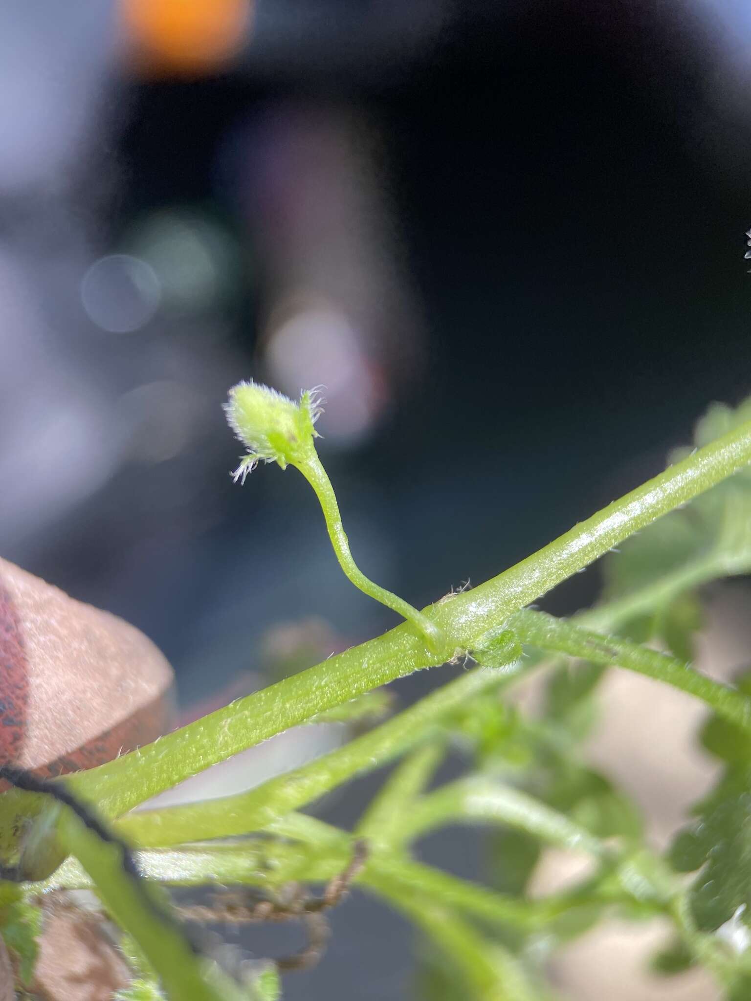 صورة Nemophila aphylla (L.) Brummitt