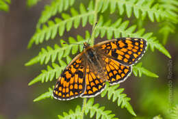 Imagem de Melitaea celadussa Fruhstorfer 1910