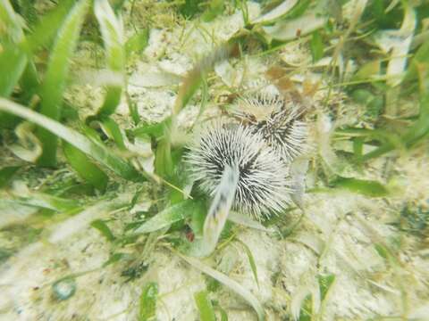 Image of West Indian sea egg