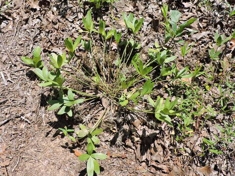 Image of subterranean Indian breadroot