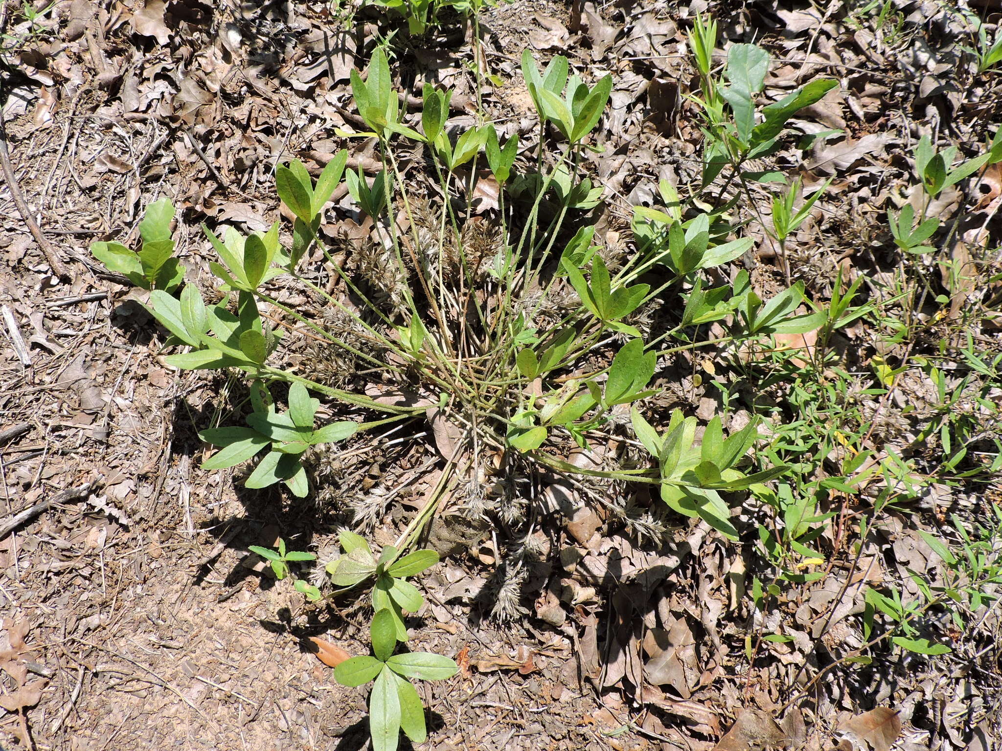 Psoralea hypogaea Torr. & A. Gray resmi