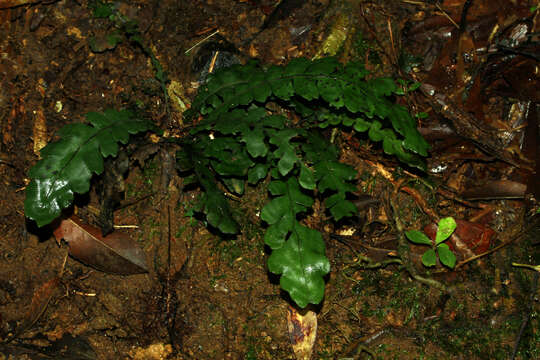 Image of Cranfillia opaca (Mett.) Gasper & V. A. O. Dittrich