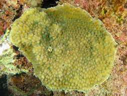 Image of Hedgehog Coral