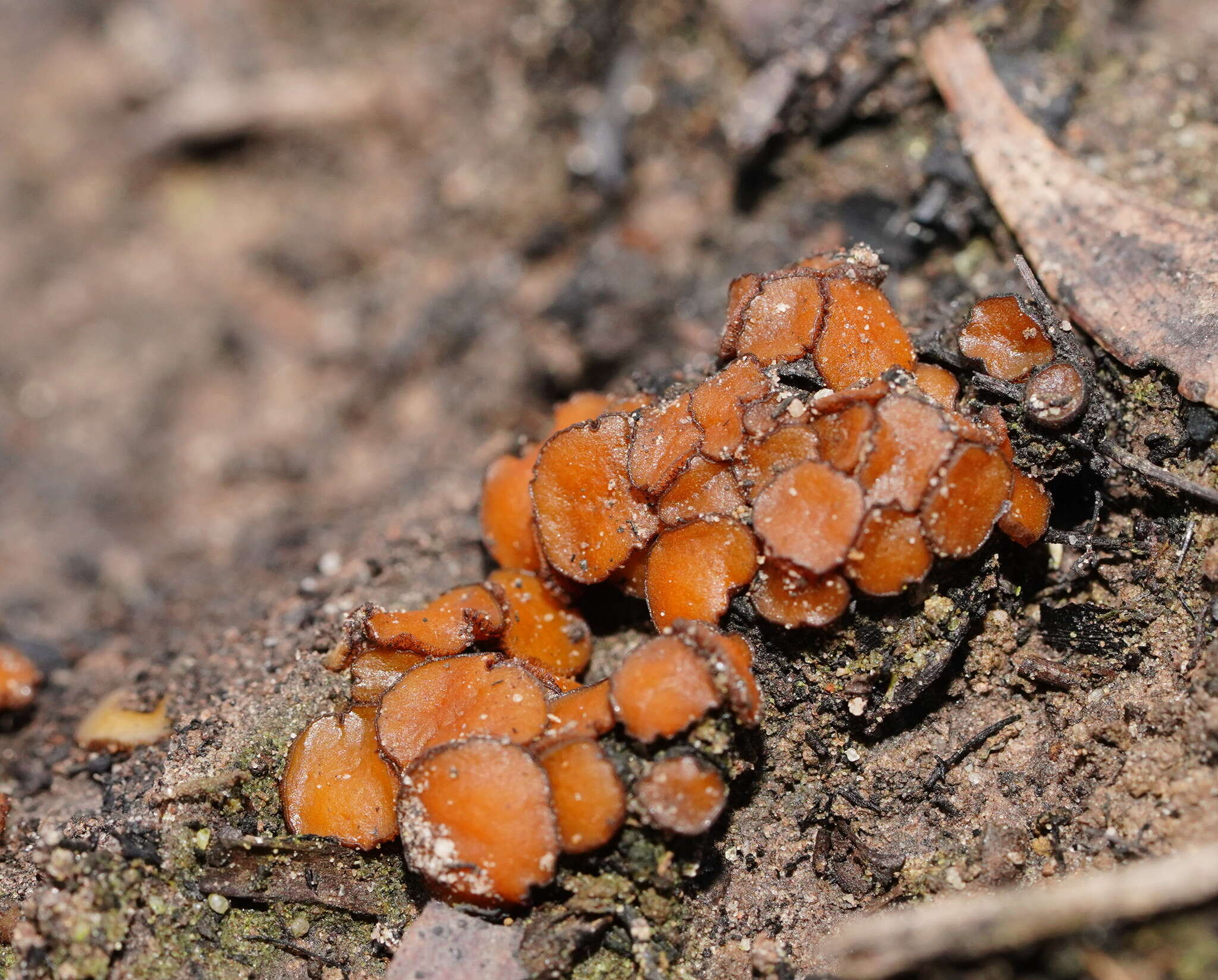 Plancia ëd Anthracobia muelleri (Berk.) Rifai 1968