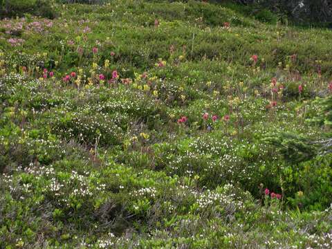 Image of Mt. Rainier lousewort