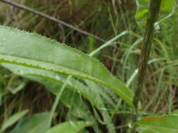 Image of Senecio inornatus DC.