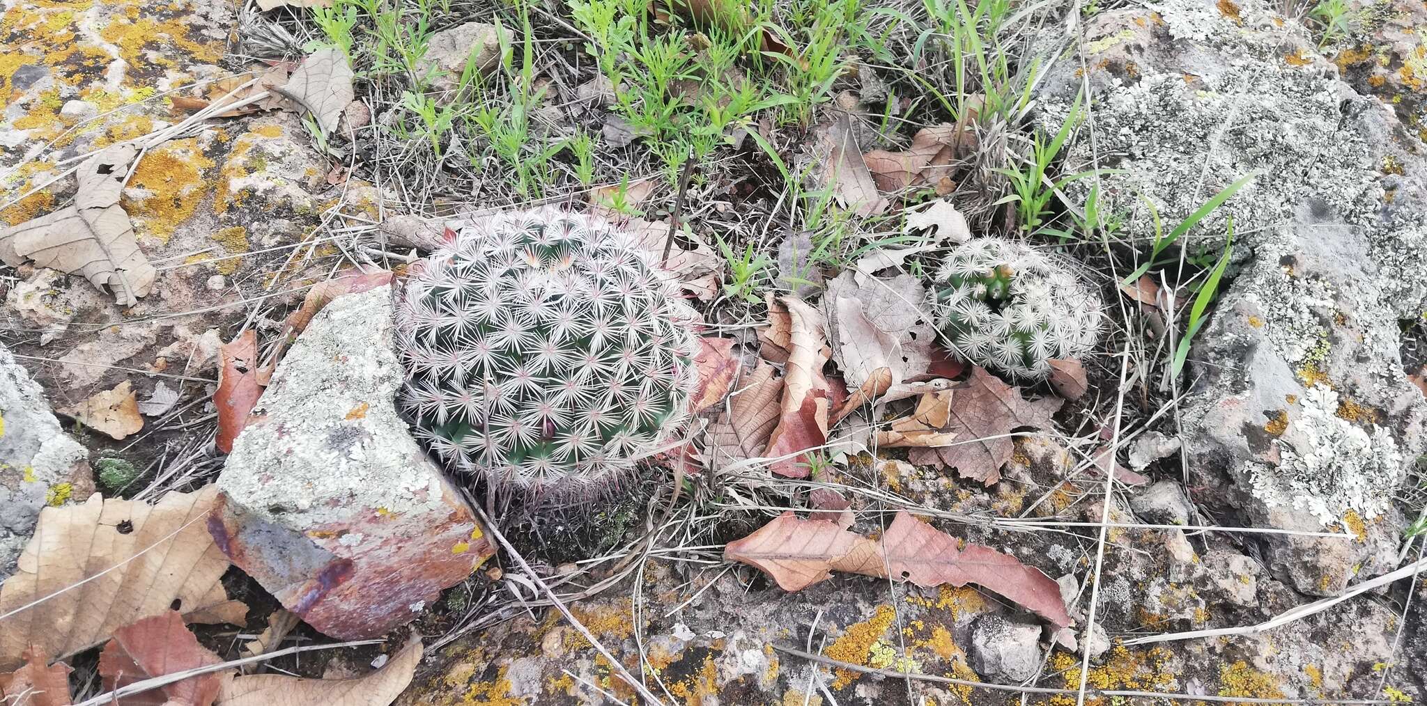 Mammillaria jaliscana subsp. jaliscana的圖片