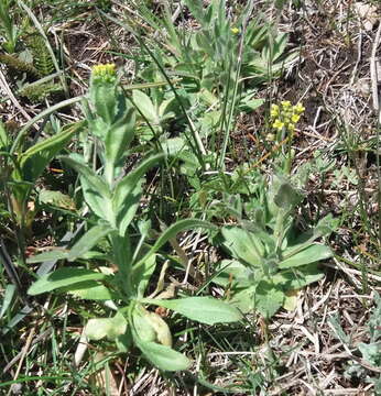 Image of woodland draba