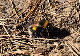 Image of Bombus sporadicus Nylander 1848