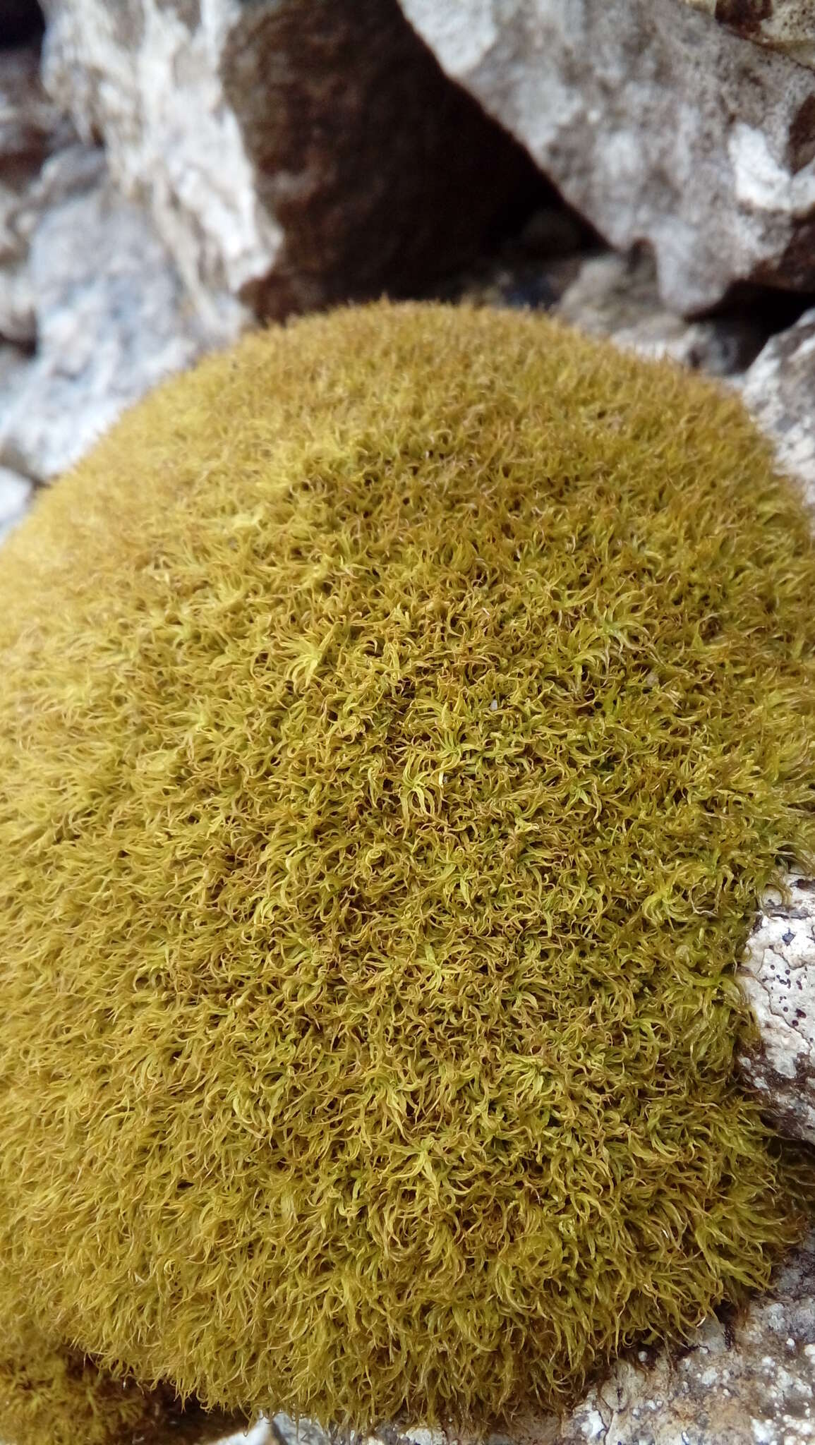 Image of tortured tortella moss