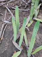 Image of Cereus fernambucensis subsp. sericifer (F. Ritter) N. P. Taylor & Zappi