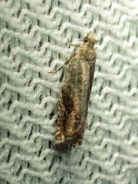 Image of Epinotia solicitana Walker 1863