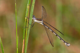 Image of Great Spreadwing