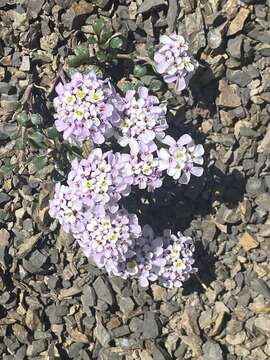 Image of Pruit's candytuft