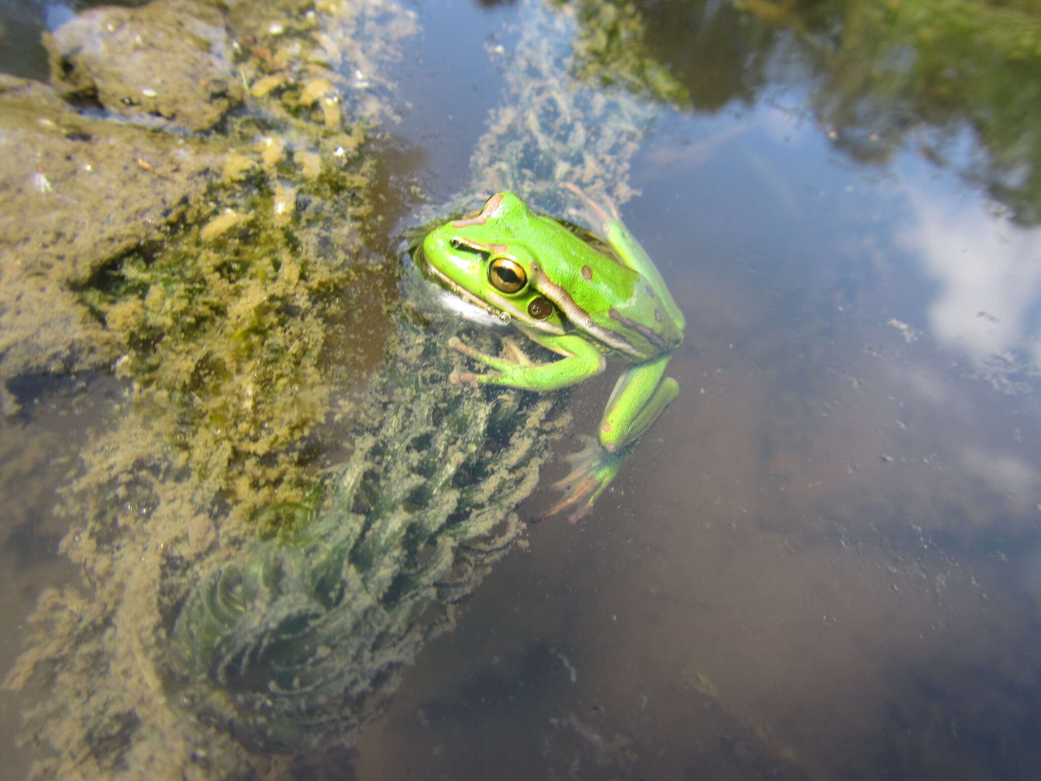 صورة Lagarosiphon major (Ridl.) Moss