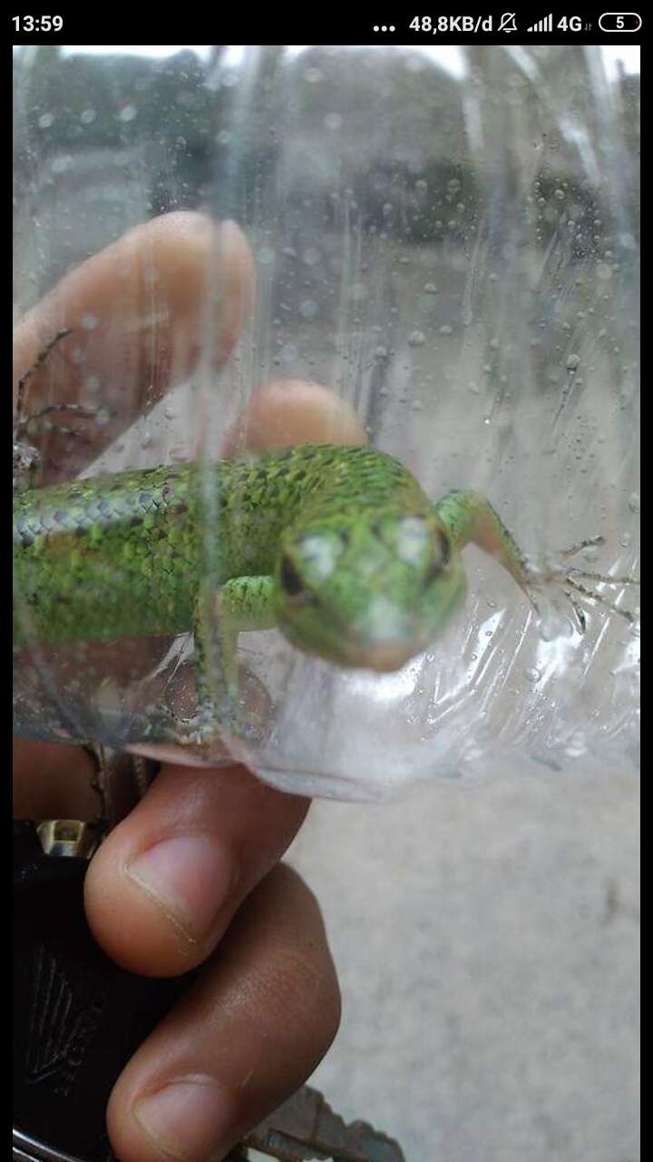 Image of Emerald Skink