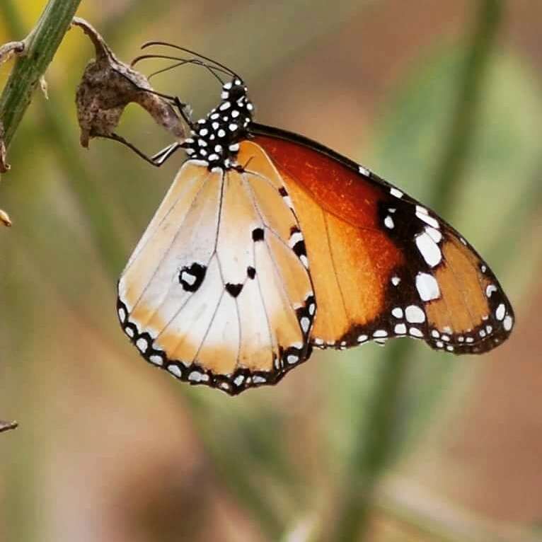 Image of Danaus (Anosia) chrysippus subsp. alcippus Cramer 1777