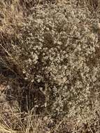 Image of spreading buckwheat