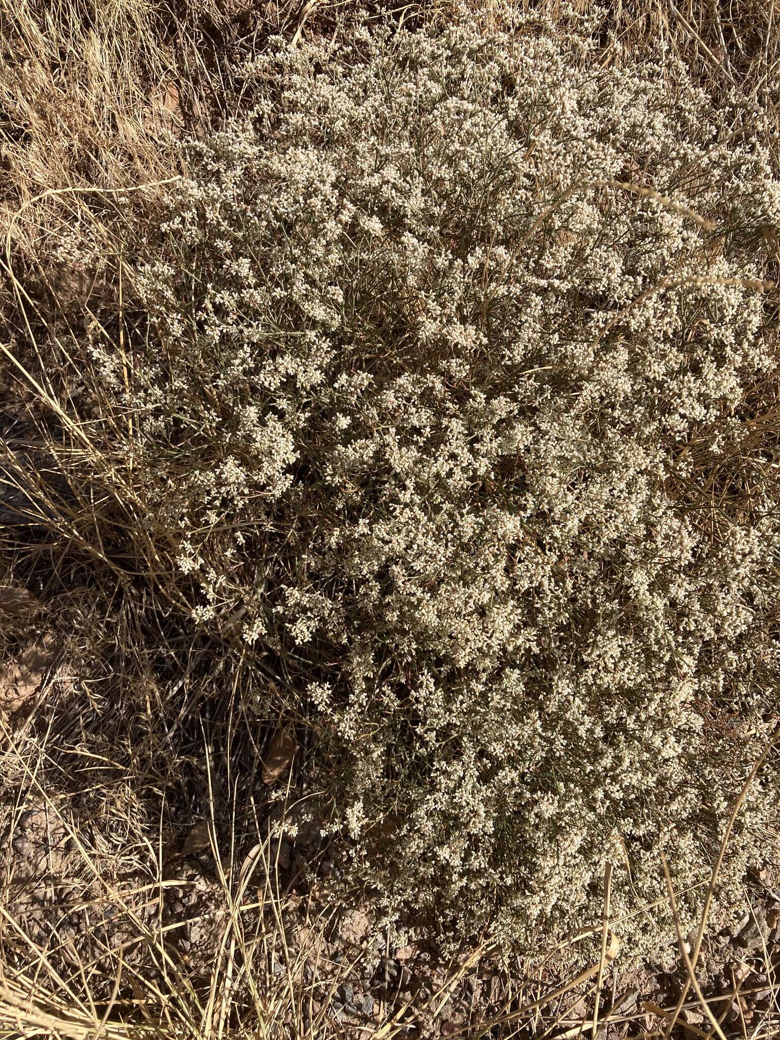 Image of spreading buckwheat