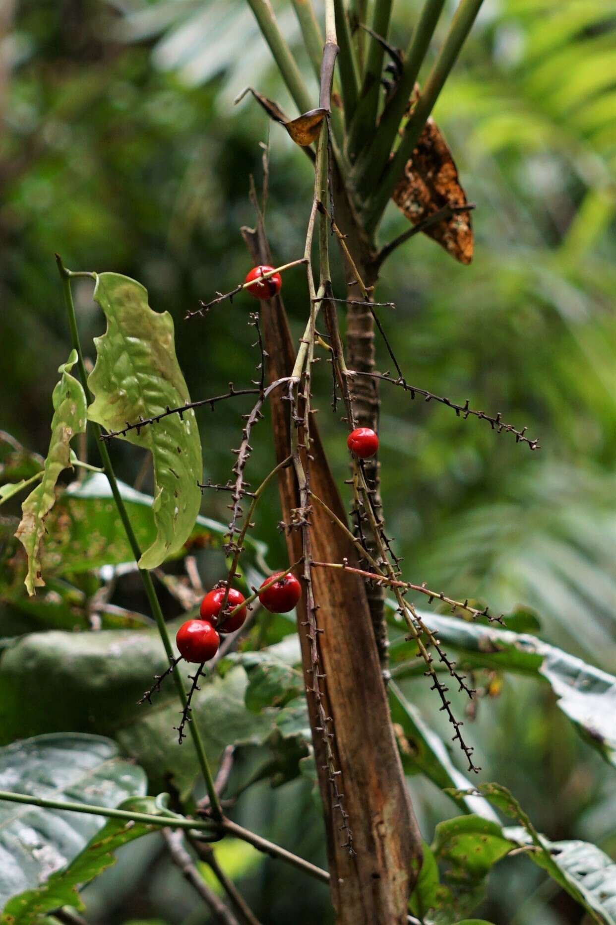 Image of Cordyline cannifolia R. Br.