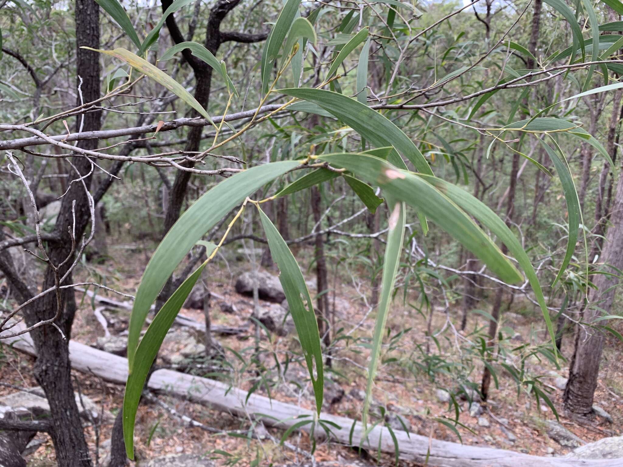 Image de Acacia disparrima subsp. disparrima