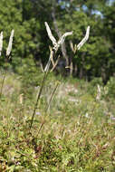 Plancia ëd Actaea simplex (DC.) Wormsk. ex Fisch. & Mey.