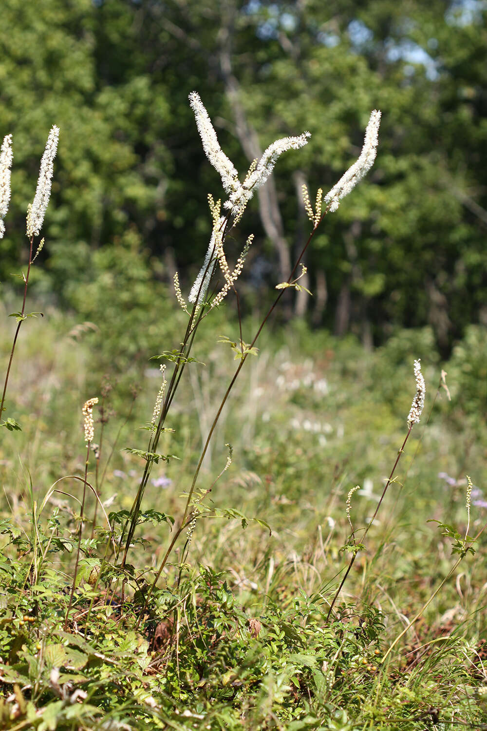 Plancia ëd Actaea simplex (DC.) Wormsk. ex Fisch. & Mey.