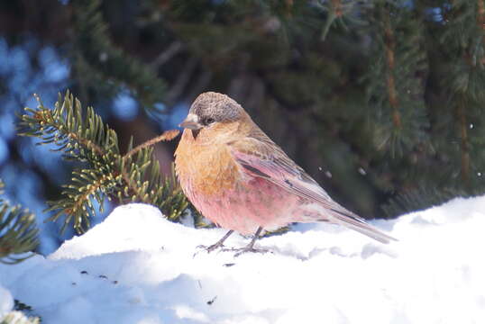 Image of Brown-capped Rosy Finch