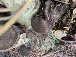 Image of Ganoderma zonatum Murrill 1902