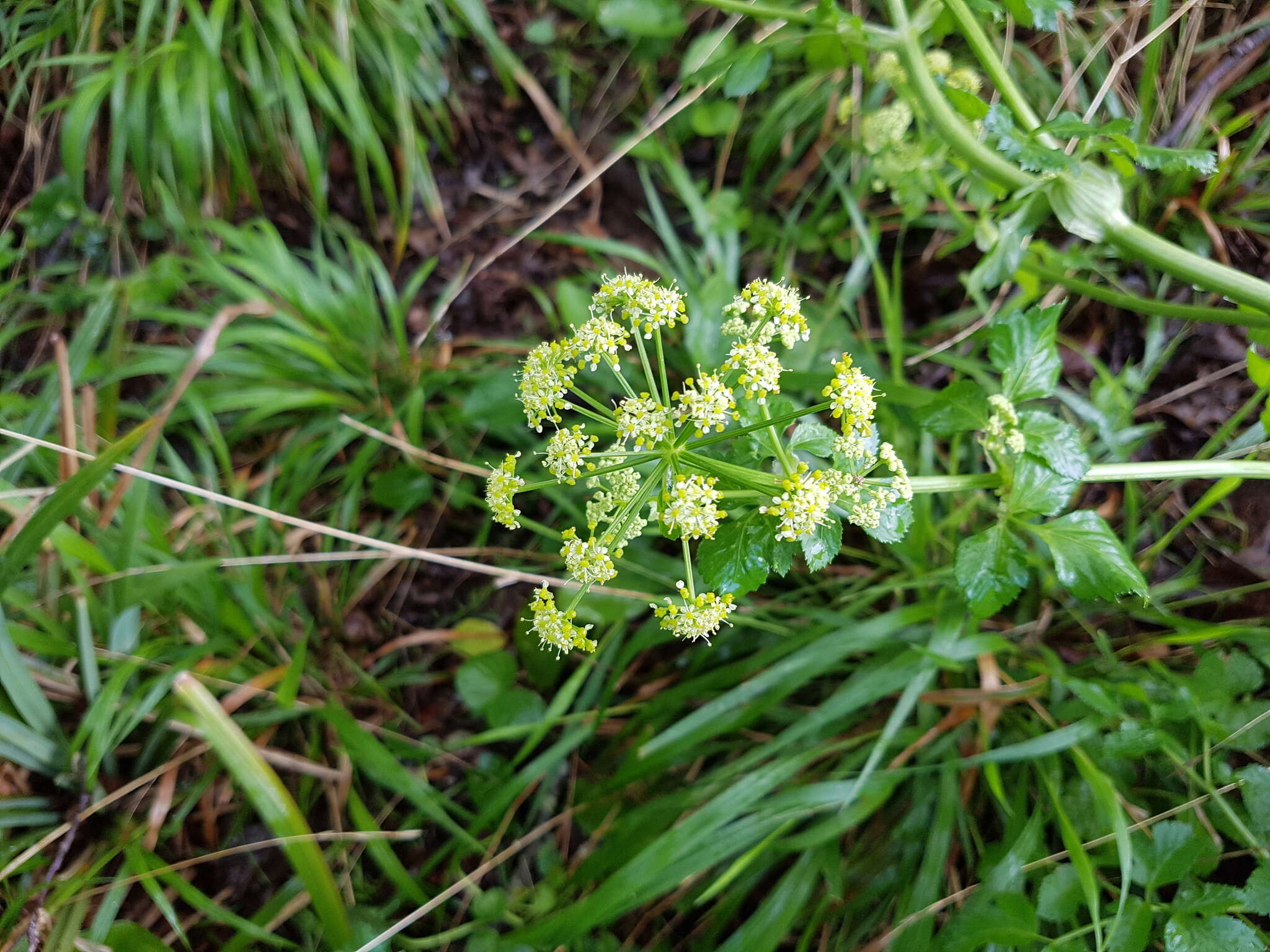 Image of Alexanders