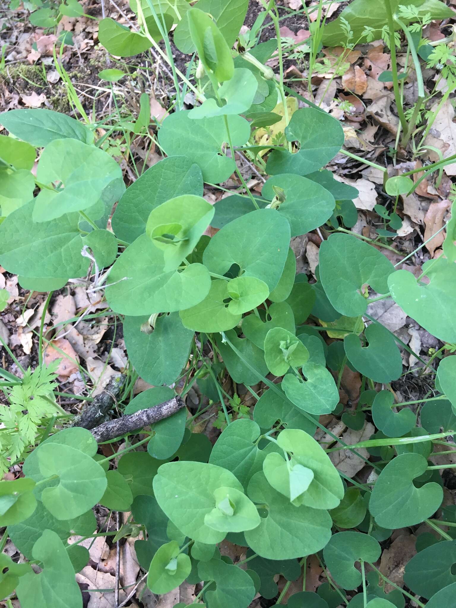 Image of Aristolochia paucinervis Pomel