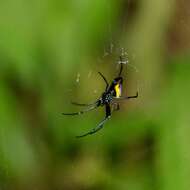 Image of Leucauge funebris Mello-Leitão 1930