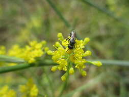 Image de Hylaeus pictipes Nylander 1852