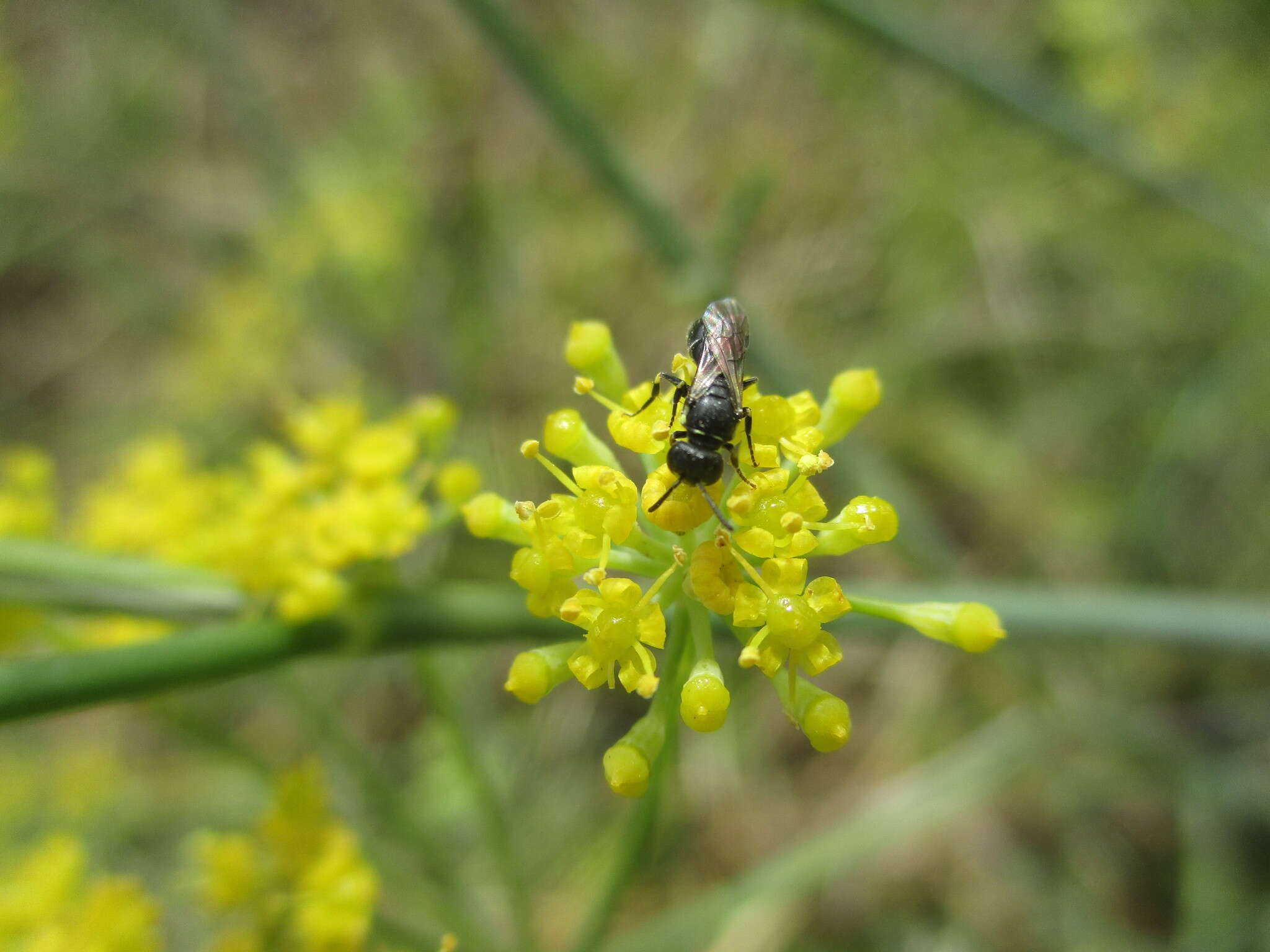 Image de Hylaeus pictipes Nylander 1852