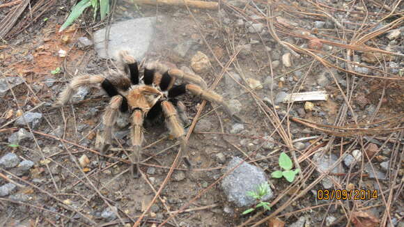 Imagem de Brachypelma baumgarteni Smith 1993