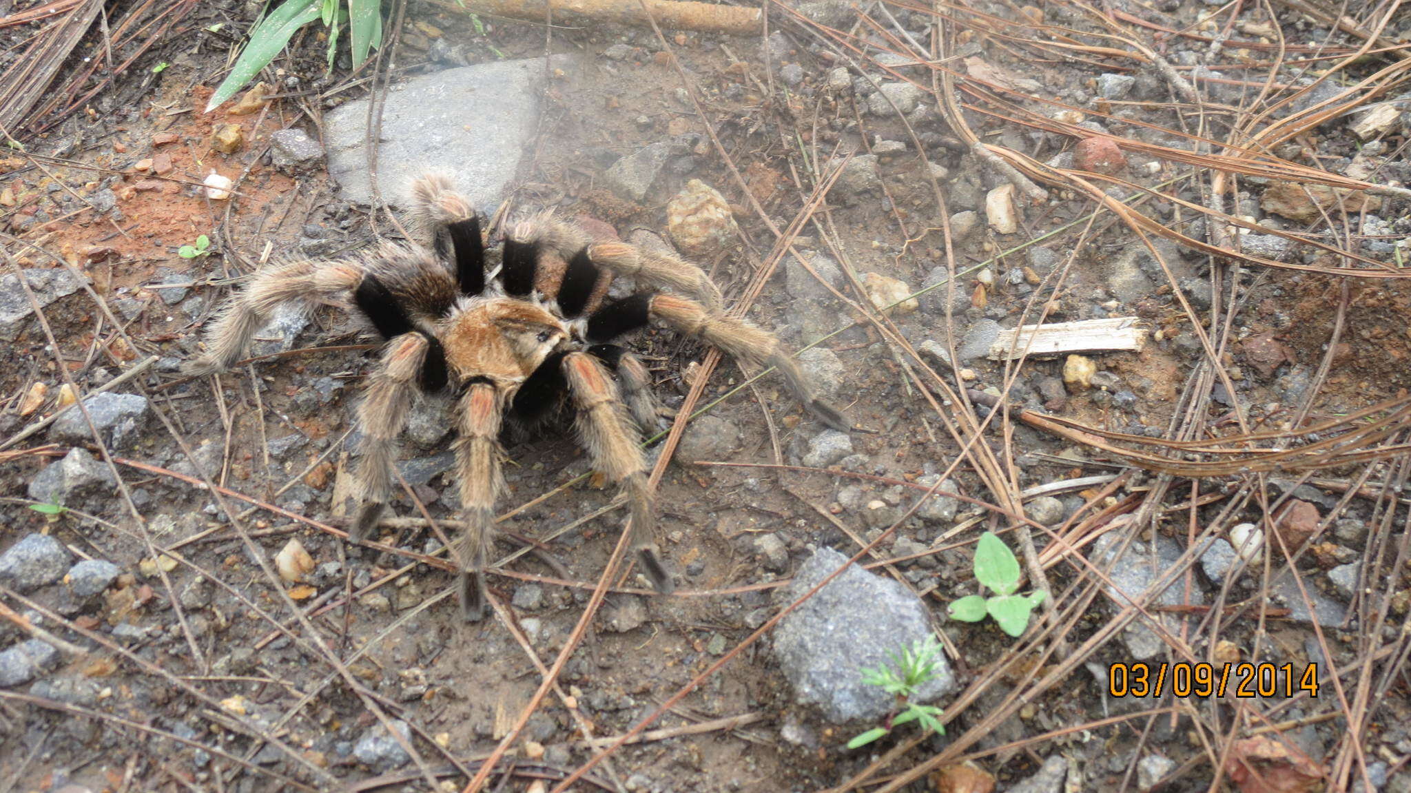 Image of Mexican Orange Beauty Tarantula