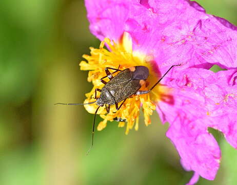 Imagem de Closterotomus cinctipes (A. Costa 1853)