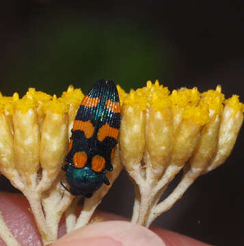 Image of Castiarina bicolor (Gory & Laporte 1838)