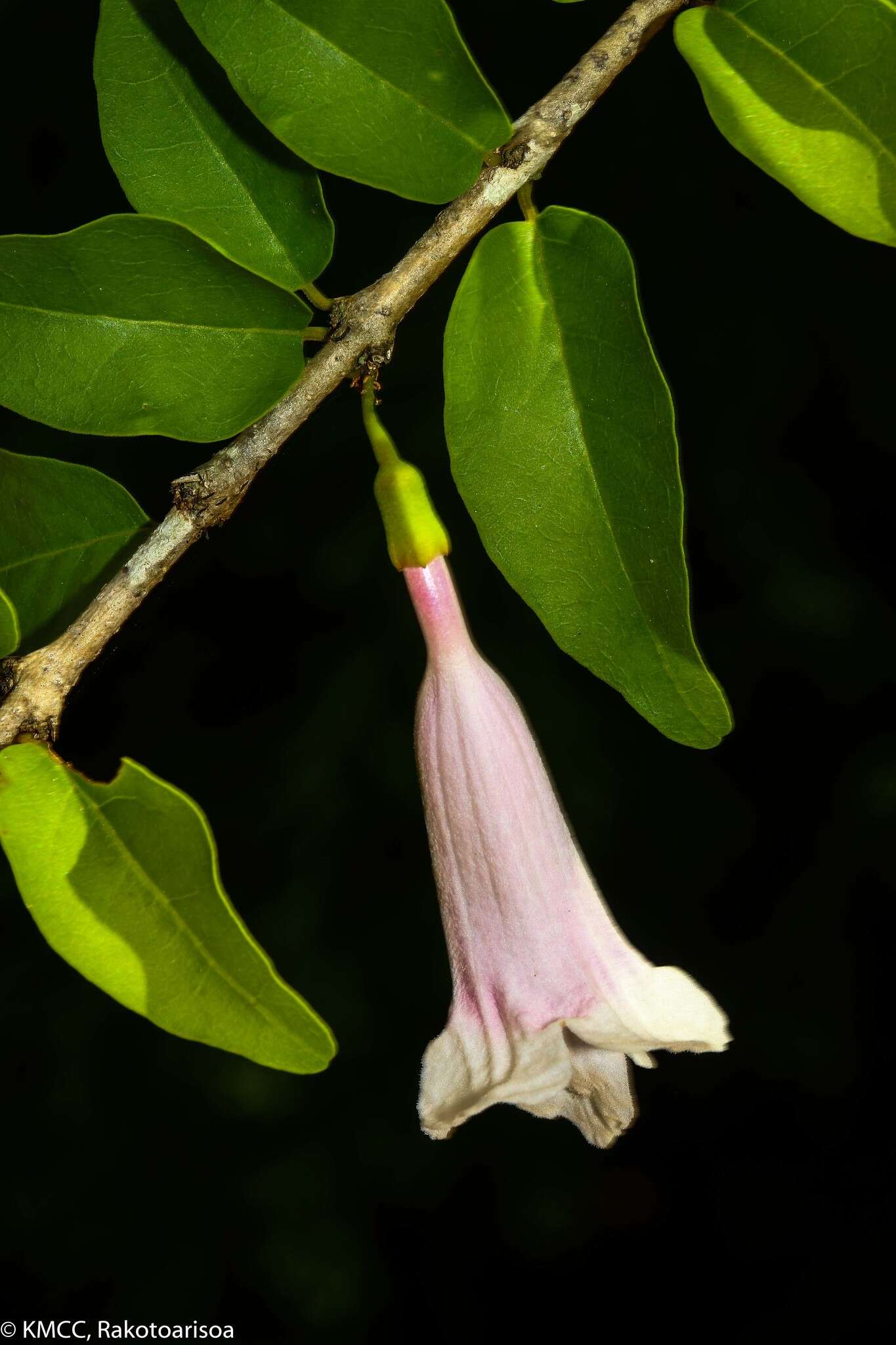 Image of Phylloctenium decaryanum H. Perrier