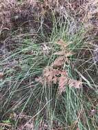 Image of Xanthorrhoea minor subsp. lutea D. J. Bedford