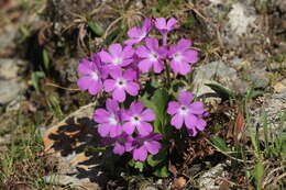 Image of Primula daonensis (Leybold) Leybold