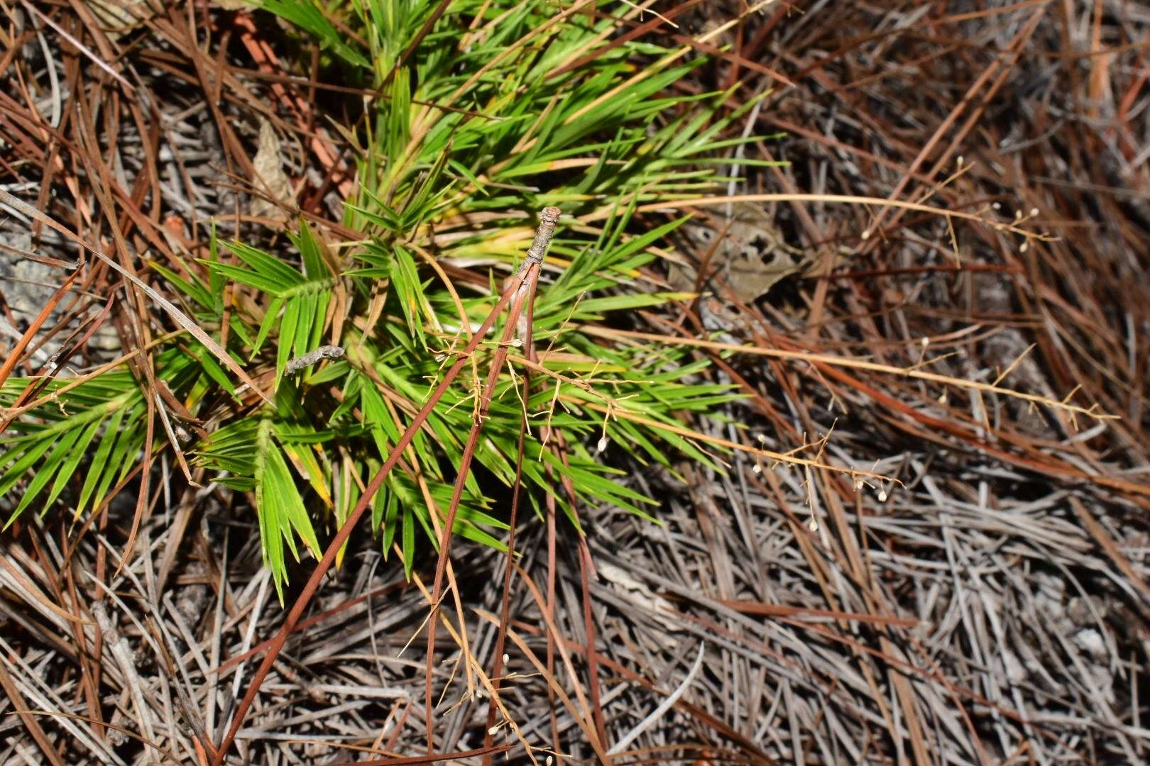 Imagem de Isachne rigidifolia (Poir.) Urb.